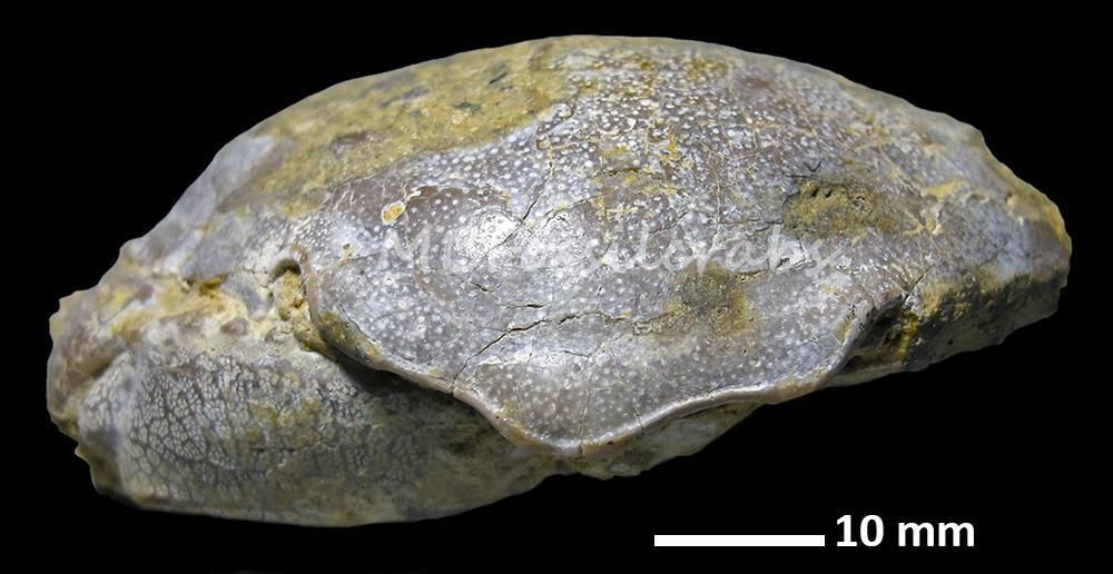Palaeocarpilius macrochelus